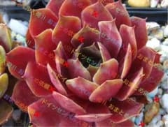 センペルビウム輸入 Cheli - メルカリ