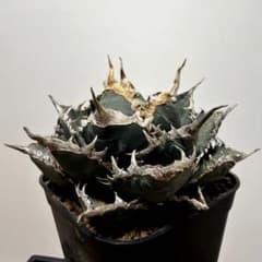 アガベ 限定 親株出品 鉢植発送 星空 大株 ブツブツ 極上血統 スペシャル個体 アガベ 精品 海王 大株 鉢植発送 極上血統 スペシャル個体 - メルカリ