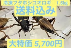 特価　訳アリ　冷凍コオロギ 約1.5キロ　袋入りのサムネイル