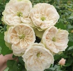 Whitby Abbey 激レアバラ 新品種 人気薔薇 切り花 メルカリ便 - メルカリ