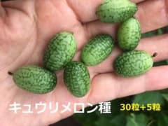 キュウリメロン30粒予備5粒追加しでありますのサムネイル
