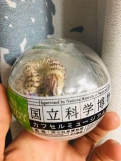 海洋堂　国立科学博物館　カプセルミュージアム　異常巻きアンモナイトニッポニテスのサムネイル