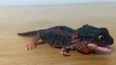 いきもの大図鑑レプティフトアゴヒゲトカゲ　ガチャガチャのサムネイル