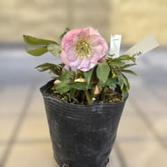 プルプラ交配 dd 大木ナーサリー クリスマスローズ タグ付き 現品 開花