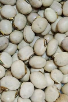 ムクナ豆の種15粒のサムネイル