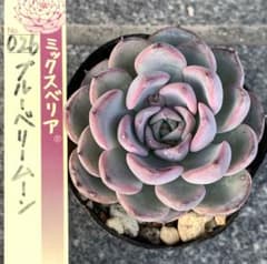 多肉 ブルーベリームーン 抜き苗 ミックスベリア 多肉植物 おらいさん