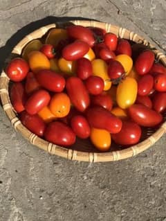 長野県信州原村高原野菜プチトマト美味しいのサムネイル