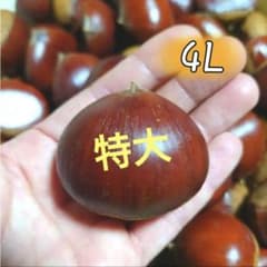 7【熊本県産】生栗 4L 1kg＋200gのサムネイル