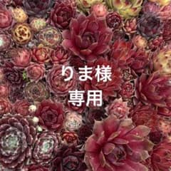りま様専用 センペルビウム ミズリーローズ 他 - メルカリ