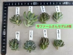 雫ファームさんオリジナルセダム8種 多肉植物 カット苗 現物発送