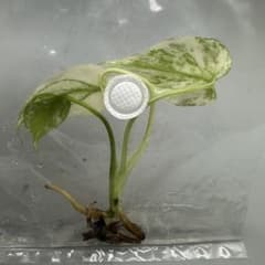 E35デビルモンスターモンステラ Monstera Devil Monsterのサムネイル