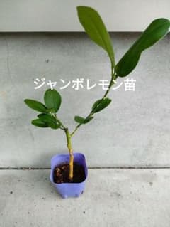 ジャンボレモン苗のサムネイル