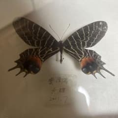 シボリアゲハ標本 蝶 昆虫標本 - メルカリ