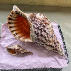 法螺貝 36cm 1.2kg - メルカリ