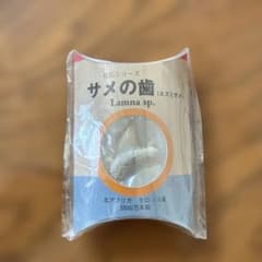 本物】サメの歯 化石 5500万年前 モロッコ産 ネズミザメ - メルカリ