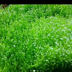 シンレ様専用リシアタイル２枚のサムネイル