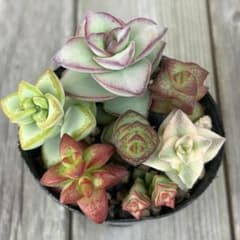 多肉植物 星系7種セット カット苗 クラッスラ - メルカリ
