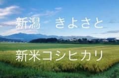 令和6年　新米　新潟　コシヒカリ　玄米　30キロのサムネイル