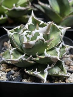 ルナさん専用 アガベ IVORY