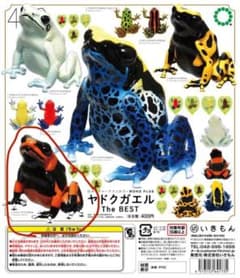ネイチャーテクニカラー ヤドクガエル いきもん ガチャのサムネイル