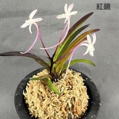 富貴蘭　三蝶咲『万華鏡』株分3本立 風蘭　長生蘭　セッコク　春蘭　東洋蘭　山野草 富貴蘭 赤花『紅鏡』3本立 風蘭 春蘭 長生蘭 中国蘭 東洋蘭 山