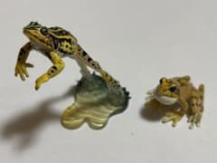 ユージン　原色両生類カエル図鑑【新改訂版トノサマガエル・リュウキュウカジカガエルのサムネイル