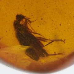 ZA0860虫入り琥珀化石 ミャンマー カムティかタナイ産 9900万年前