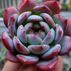 多肉植物のサムネイル
