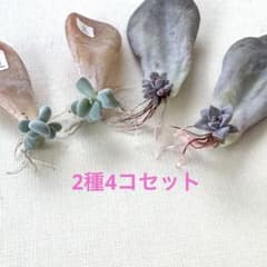 多肉植物^o^ 葉挿し赤ちゃん2種4コセット - メルカリ