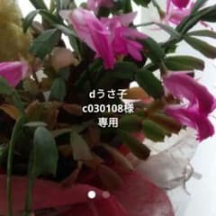 シャコバサボテン　カット苗　観葉植物　植物　多肉植物のサムネイル