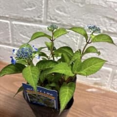 m82714954864_1.jpg?1746883990