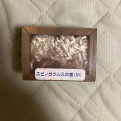 スピノサウルスの歯のサムネイル