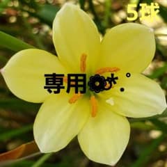タマスダレ ゼフィランサス エージャックス サフランモドキ❁⃘ 各5球のサムネイル