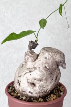 【激レア/極美/大株/塊根植物】アデニア ペナンギアナ 鉢植え 大株②