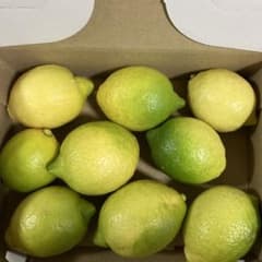 無農薬レモン①