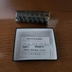 バキュリテス・グランディスのサムネイル