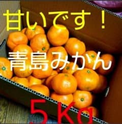 ★本日発送★無農薬★青島みかん 約5Kg 甘いですのサムネイル