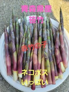 笹竹　笹だけ　山菜　青森県産　とれたてのサムネイル