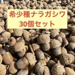 どんぐり希少種 ナラガシワ楢柏とれたて30個のサムネイル