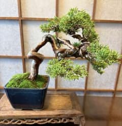 真柏盆栽❗️シャリ芸と幹のうねり。個性派❗️小品盆栽黒松盆栽五葉松