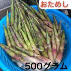 24日朝採れ予定！今年最後！たけのこ　姫竹　根曲り竹のサムネイル