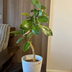 フィカス アルテシマ ゴールド 斑なし 曲がり 観葉植物 - メルカリ