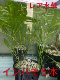 《レア水草》インバモ５本　値下げ可のサムネイル