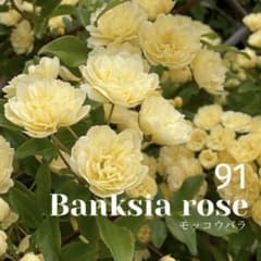 82.　木香薔薇　モッコウバラ　抜き苗 91. 木香薔薇 モッコウバラ 抜き苗 - メルカリ