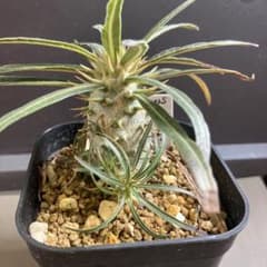 パキポディウム　カクチペス　ヘクチアオアハカーナ　セット　塊根植物のサムネイル
