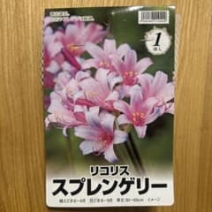 リコリス スプレンゲリー 1球のサムネイル