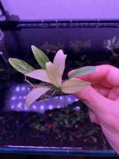 お*に様 アヌビアス　コンゲンシス 斑入り　Congensis Variegatのサムネイル