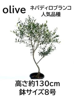 オリーブの木　ネバディロブランコ　8号　約130cm　NO.953　人気　現品 オリーブの木 ネバディロブランコ 8号 約130cm NO.953 人気 現品