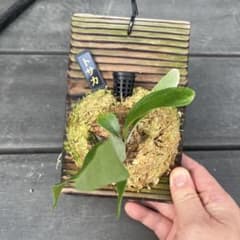 ビカクシダ　トサカのサムネイル