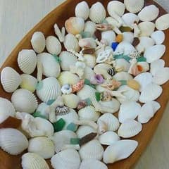 貝殻☆珊瑚☆シーグラスミニサイズセット　シェル/サンゴ/ビーチグラスのサムネイル